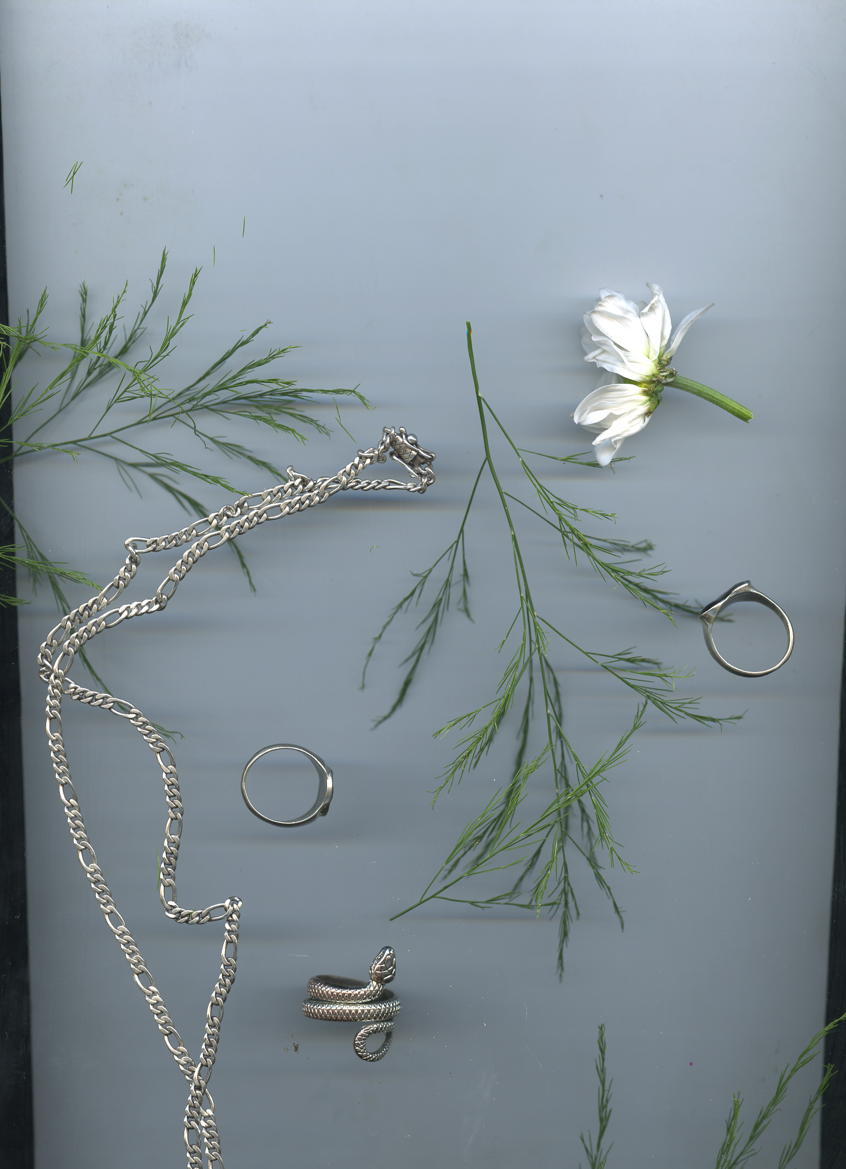 Botanical still life — silver and white petals — photograph by Tony Powers