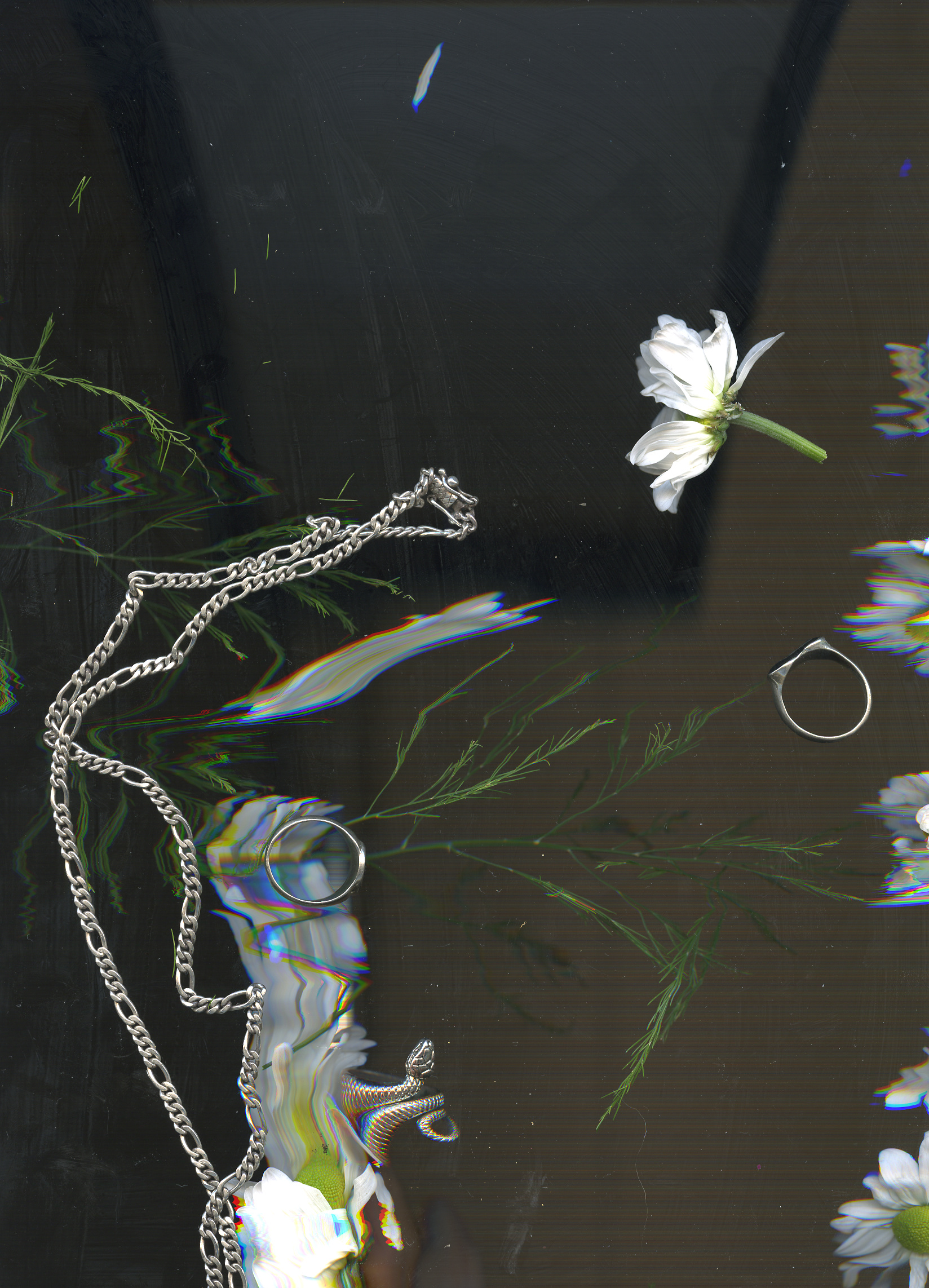 Botanical still life — refracted light — photograph by Tony Powers